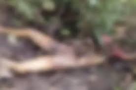 युवती की अर्धनग्न सड़ी-गली लाश मिलने से फैली सनसनी  