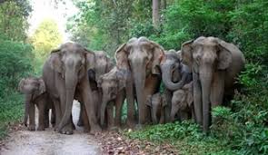 छग में 40 हाथियों ने घेरा गांव का एकमात्र रास्ता,11 घंटे जंगल में फंसे रहे चार पत्रकार