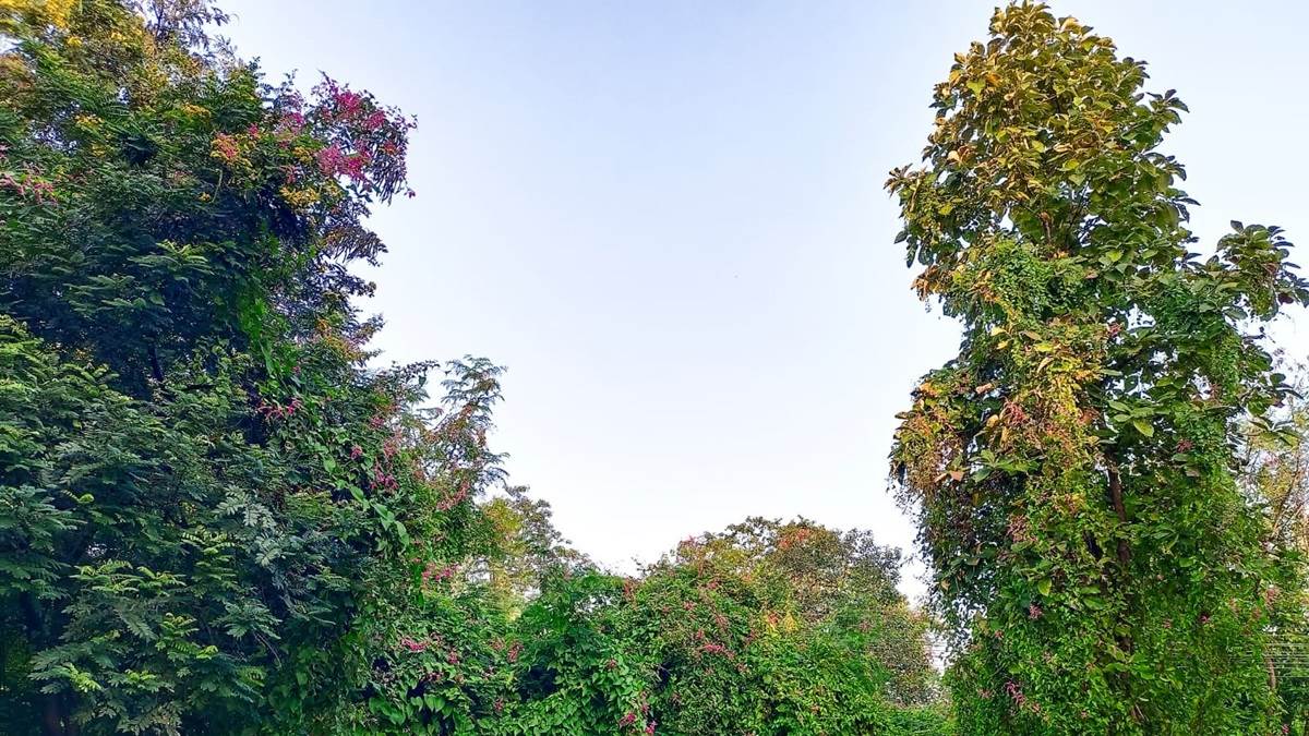 धरती ने किया श्रृंगार, वर्षा ऋतु के बाद अब शीतऋतु का आगमन