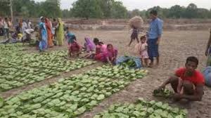 तेंदूपत्‍ता घोटाले के आरोपितों की अब तक नहीं हो सकी गिरफ्तारी