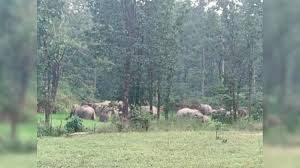 बालोद जिले में एक बार फिर हाथी की दस्तक ने फैलाई दहशत,19 गांवों में जारी किया गया अलर्ट