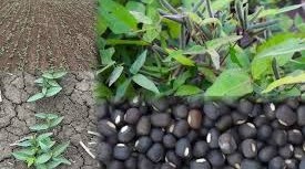 सिर्फ 60 दिन में होगी तगड़ी कमाई: गेहूं के बाद लगाएं ये फसल