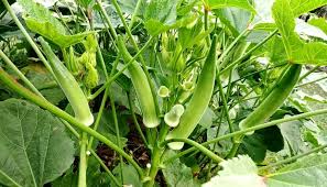 भिण्डी के साथ लगायें ये 4 सब्ज़ियाँ,कमाई होगी चौगुनी 