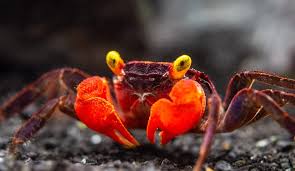 फूड इन्फ्लुएंसर की डेविल क्रैब खाने से मौत फिलीपींस प्रशासन ने जारी किया अलर्ट