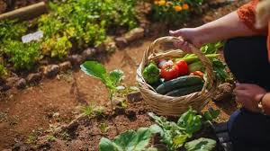  किसानों को उन्नत किस्म के सब्जी के बीज खरीदने पर 75% तक सब्सिडी,जानें कैसे उठाएं लाभ  