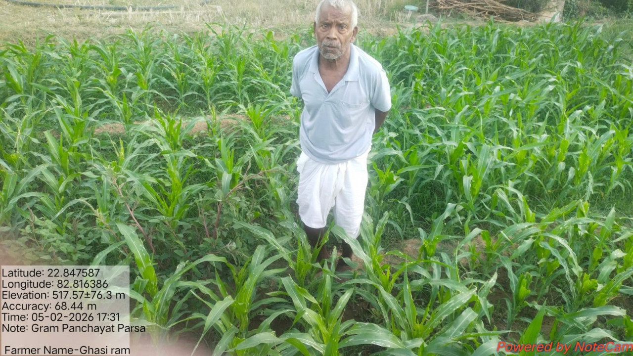  ग्रीष्मकालीन धान के बदले दलहन और मक्का उत्पादन को अपना रहे किसान