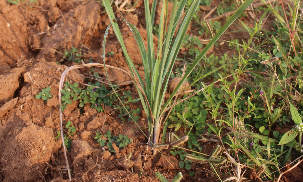 कम पानी में बंपर मुनाफा: लेमनग्रास की खेती से किसानों की बदलेगी तकदीर