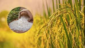 बासमती को टक्कर दे रहा है छत्तीसगढ़ का सबसे महंगा चावल, सेहत-स्वाद दोनों में जबरदस्त