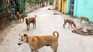 अब आवारा कुत्तों पर नजर रखेंगे स्कूल के प्रिंसिपल,लोक शिक्षण संचालनालाय ने सभी DEO को भेजा पत्र