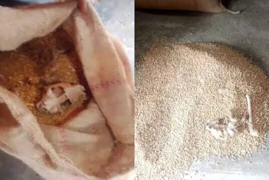 गरीबों के राशन में निकली जानवर की खोपड़ी! गेहूं की बोरी खुलते ही मचा हड़कंप, दुकान सील