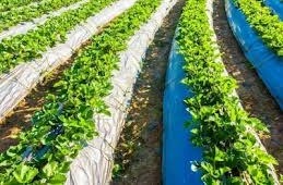 ये तकनीक है गजब!किसान एक साथ उगा सकते हैं 4 फसलें