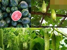 जनवरी में करें इन सब्जियों की बुवाई,मिलेगा तगड़ा मुनाफा, कैसे? यहां जानें...