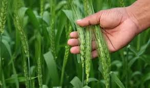 देसी जुगाड़ : गेहूं की सिंचाई में करें ये काम,बालियां आएंगी मजबूत, दाने बनेंगे भरपूर