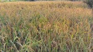 अबूझमाड़ के तीन धान खरीदी केंद्रों में छाई विरानी,एक भी किसान ने अब तक नहीं बेचा धान