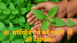 सर्दी में कैसे करें तुलसी के पौधे की देखभाल? जानिए 