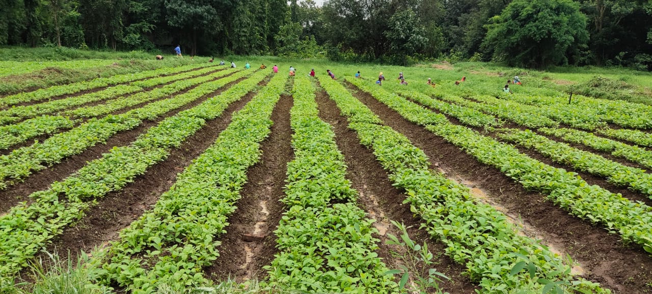 लेमनग्रास की खेती से आत्मनिर्भर बन रही महिलाएँ