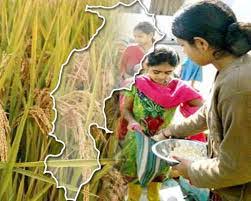 छत्तीसगढ़ का सबसे बड़ा लोक पर्व छेरछेरा कल मनाया जाएगा 