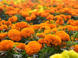 कम लागत में ज्यादा मुनाफा : किसान करें इस फूल की खेती, जीवन में खुशहाली और स्थायी आमदनी का रास्ता