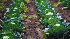 कम लागत में ज्यादा मुनाफा :  गोभी के इस किस्म की कर लें खेती, होगी बंपर कमाई 