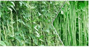  आधे एकड़ में उगाई ये सब्जी और पाएं जबरदस्त मुनाफा 