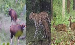 जैव विविधता का नया केंद्र बना टाइगर रिजर्व, दुर्लभ पक्षियों और वन्यजीवों का लगा जमावड़ा