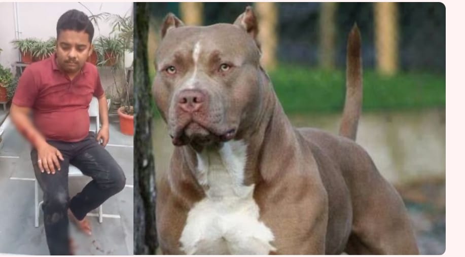 राजधानी रायपुर में फिर एक बार पिटबुल डाग का आंतक