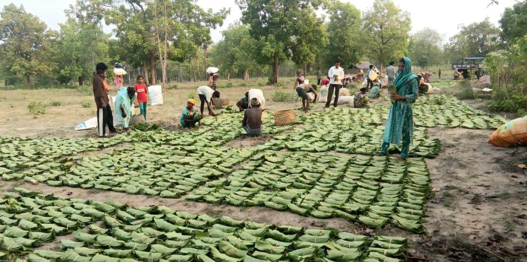 सुकमा में तेंदूपत्ता खरीदी जारी, बंद होने की खबरों को वन विभाग ने बताया भ्रामक