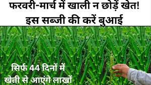 फरवरी-मार्च में इस सब्जी की करें बुआई,सिर्फ 44 दिनों में खेती से आएंगे लाखों