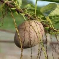 आलू की इस वेरायटी का मिट्टी नहीं हवा में हो रही उपज,बाजार में मिलती दोगुनी कीमत 