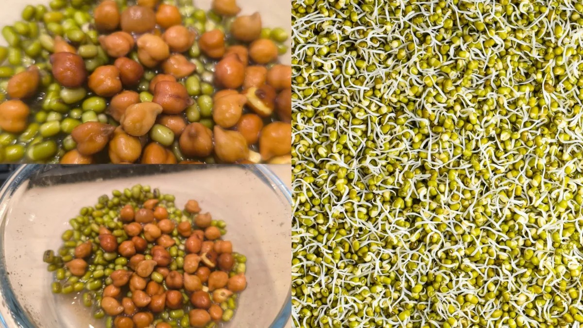  अंकुरित मूंग और काला चना: सेहत के लिए वरदान, जानें खाने का सही तरीका और समय
