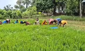 धान के खेत में मजदूरों संग उतरीं मंत्री की पत्नी, धान की निंदाई करती नजर आईं वीडियो हुआ वायरल