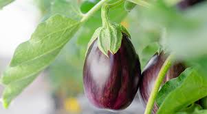 तकनीक बदली तो किस्मत बदली: बैंगन की खेती से 10 लाख की कमाई