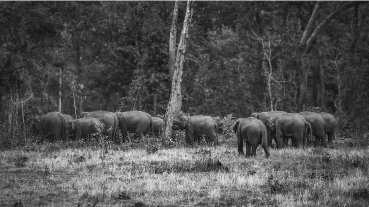 एआई एप से होगी हाथी दल की निगरानी, अब 1 हजार किलोमीटर तक मिलेगी सटीक लोकेशन