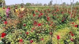 कम लागत में अधिक मुनाफा,इन तरीकों से करें फूलों की खेती,होगी लाखों कमाई 