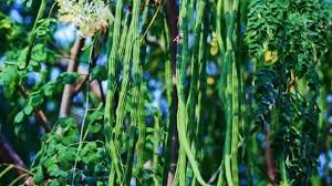 एक बार की मेहनत और बरसों का लाभ,सहजन की खेती से ऐसे कमाएं लाखों 