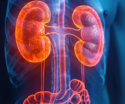 किडनी की बीमारी बन सकती है दिमागी समस्याओं की जड़,नई स्टडी ने दी चेतावनी 