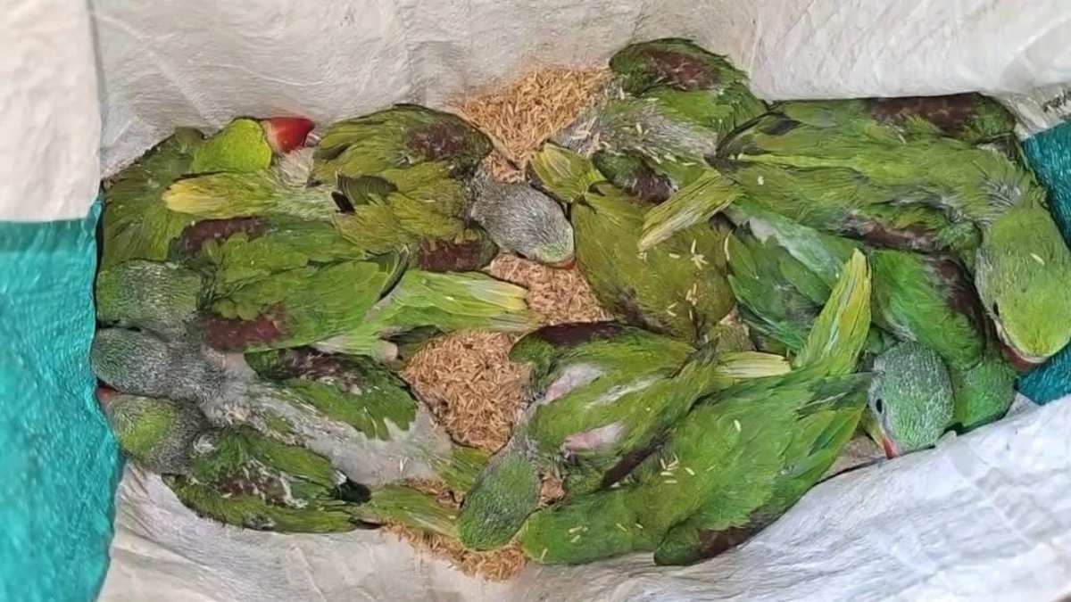 तोता तस्करी के खिलाफ बड़ी कार्रवाई,26 तोते के साथ आरोपी गिरफ्तार
