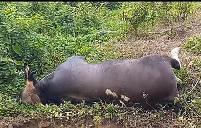 भोरमदेव अभ्यारण में खून से सनी हरी धरती:अवैध करंट से दो दुर्लभ बाइसन की निर्मम हत्या, वन सुरक्षा व्यवस्था पर गंभीर सवाल