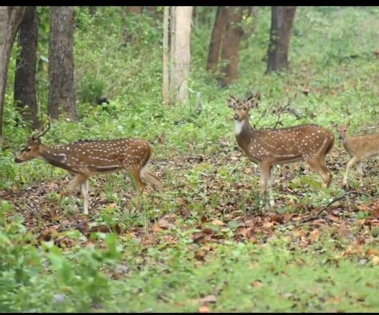 टाइगर रिजर्व गरियाबंद बाघ के साथ वन्य प्राणियों से हुआ गुलजार उप निदेशक की मेहनत लाई रंग