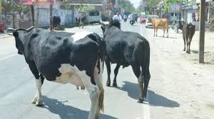 पशु मालिकों क़ो अपने पशुओं क़ी सुरक्षा व रखरखाव क़ी लेनी होगी जिम्मेदारी