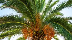 खजूर की खेती से किसानों को मिलेगा तगड़ा उत्पादन