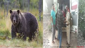 घर की बाड़ी में काम कर रही महिला पर भालू ने किया हमला, इलाके में दहशत का माहौल