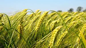 गेहूं की बालियां भरेंगी, उपज होगी जबरदस्त,बस करें ये काम 