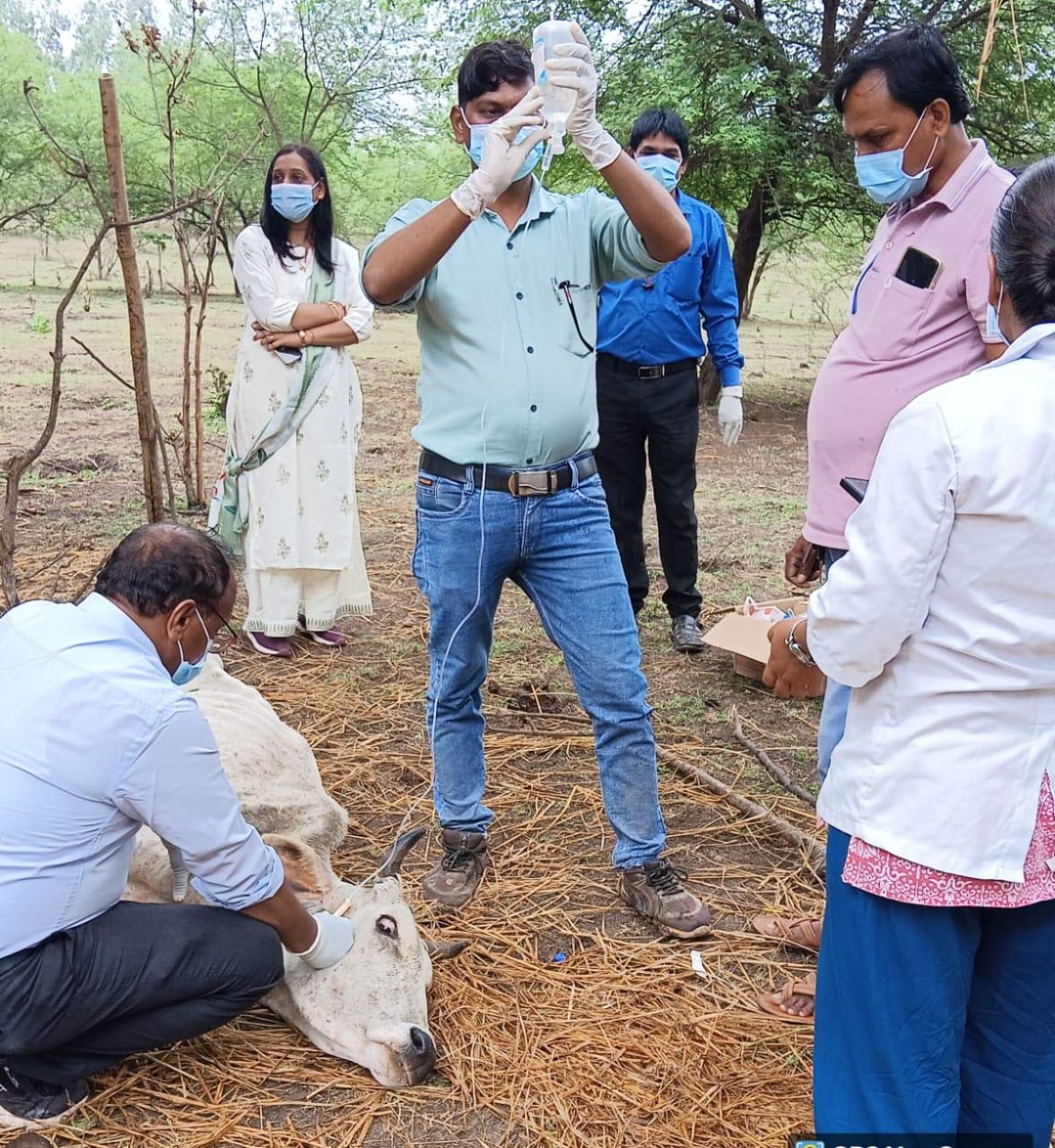 कलेक्टर रणबीर शर्मा के मार्गदर्शन में पशुओं की बीमारी पर त्वरित कार्रवाई