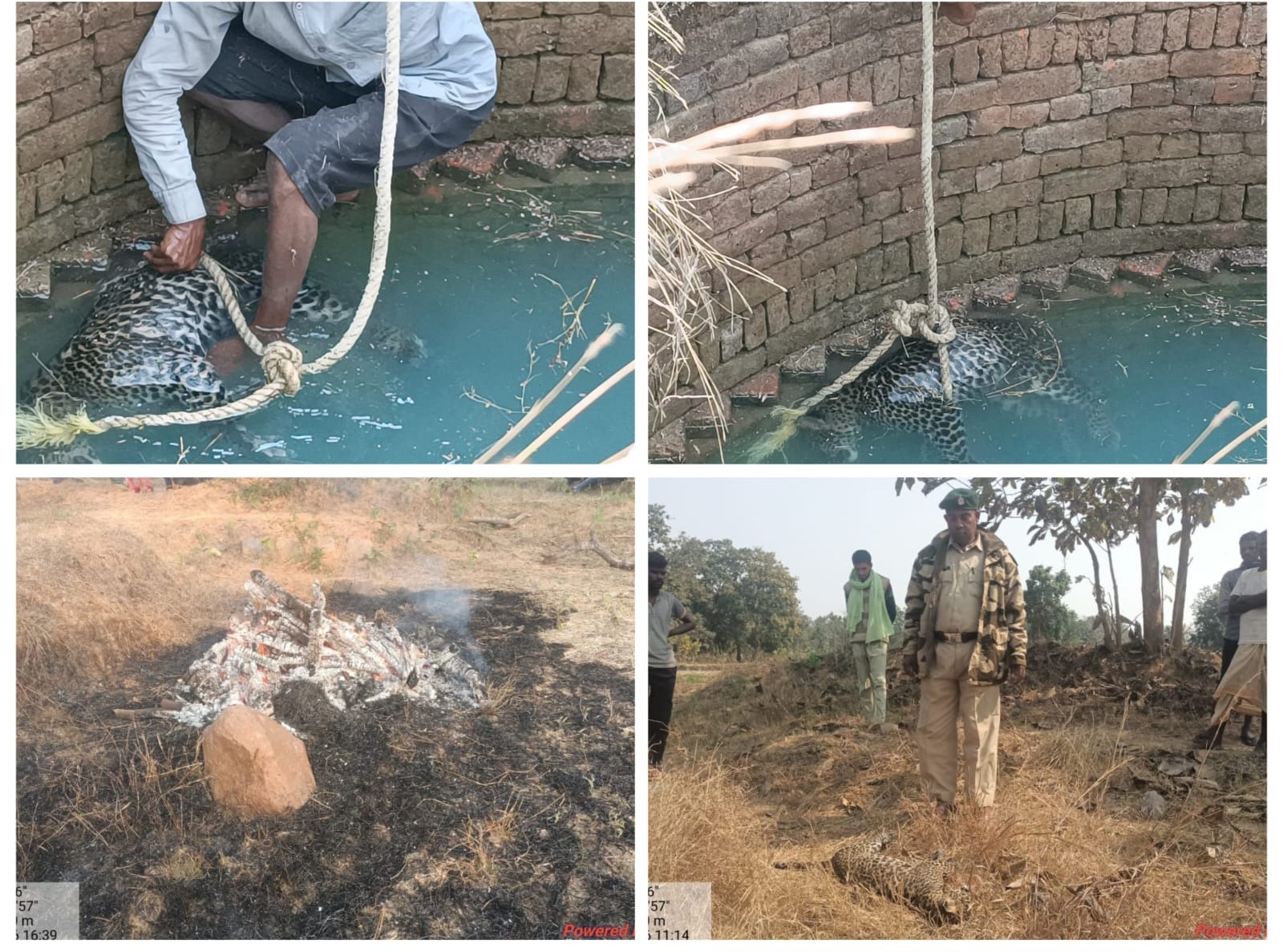 खेत के कुएं में गिरा तेंदुआ, मौके पर मिली मौत