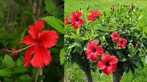 Gardening Tips:ठंडी के कारण गुड़हल के पौधे पर नहीं आ रहे फूल? तो अपनाएं ये टिप्स 