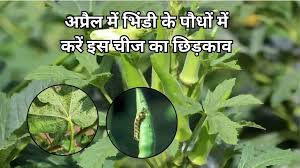 भिंडी की खेती में कीट रोग का आतंक होगा खत्म, इस चीज का करें छिड़काव