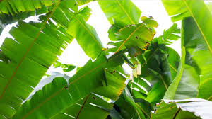  वास्तु शास्त्र के अनुसार केले का पौधा अत्यंत शुभ माना जाता है,आइए जानते हैं पूजा के नियम 