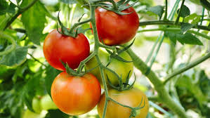 Tomato Farming :तहलका मचा रहा ग्राफ्टेड टमाटर खेती का छत्तीसगढ़ी फार्मूला