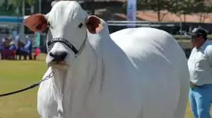 40 करोड़ रुपये की गाय, हैरान करने वाली है खूबियां..